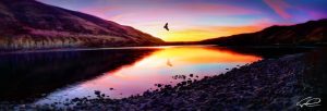 A hawk flies above water at sunset in a panorama image